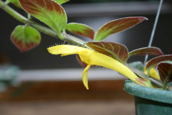 http://www.cloudjungle.com/cloudjungle/gesneriaceae/Columnea/Columnea Jeanne Katzenstein flower2.jpg